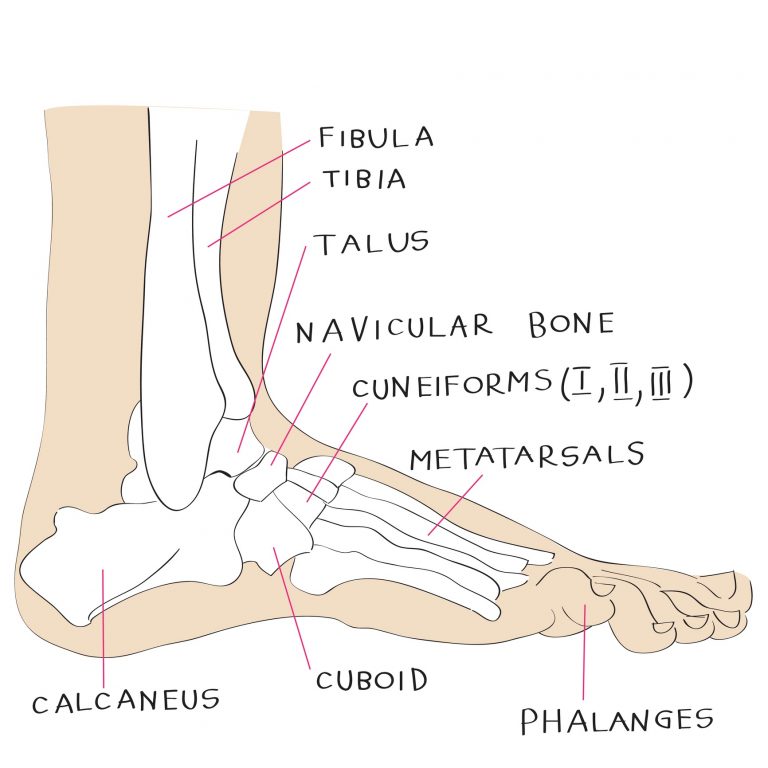 Foot Anatomy 101 A Quick Lesson From a New Hampshire Podiatrist Nagy Footcare